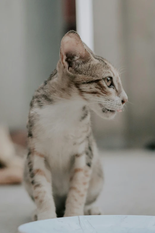 an adult cat sitting next to a white bowl