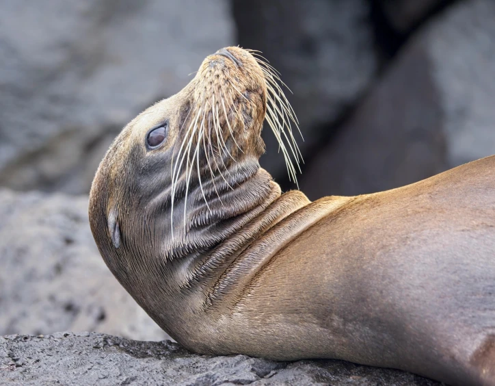 a sealer resting on the rocks looks out into the water