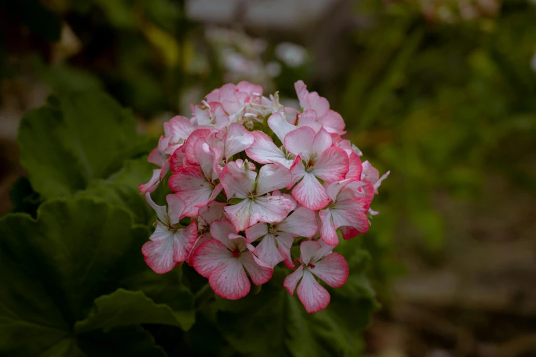 some pink flowers are blooming very close together