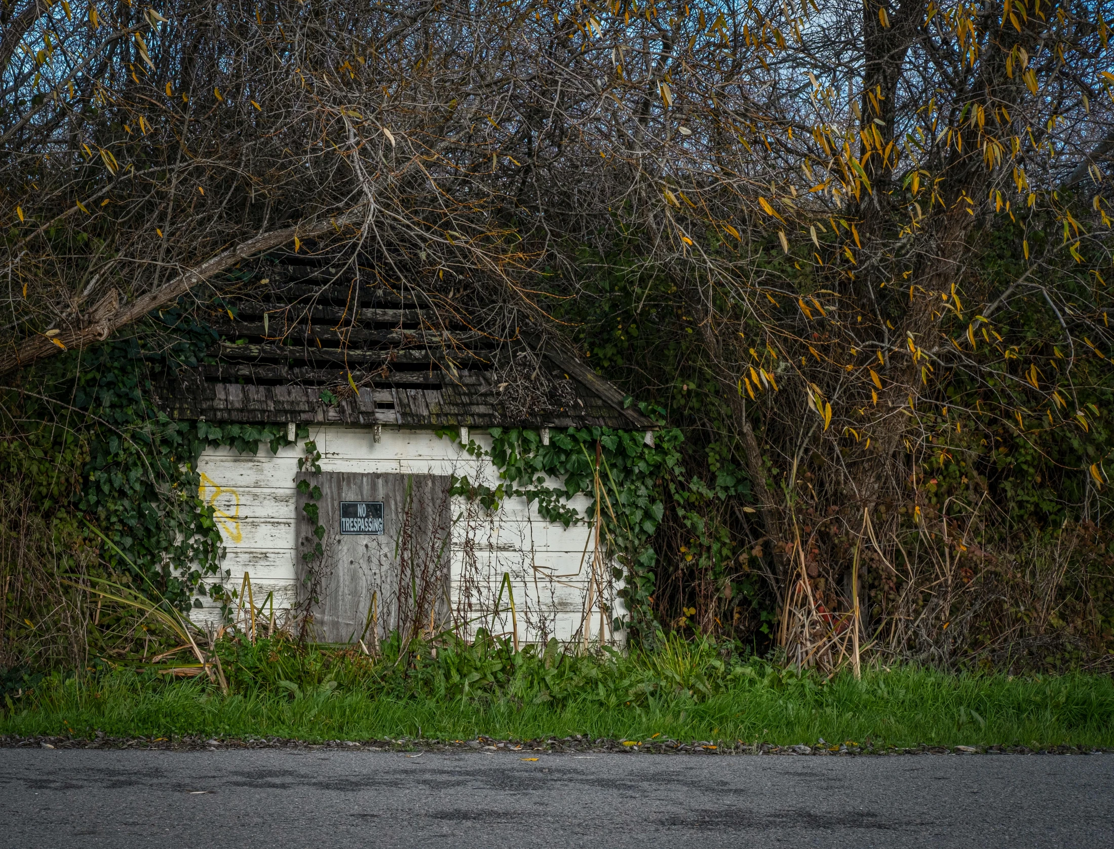 an old out house sits in the bushes