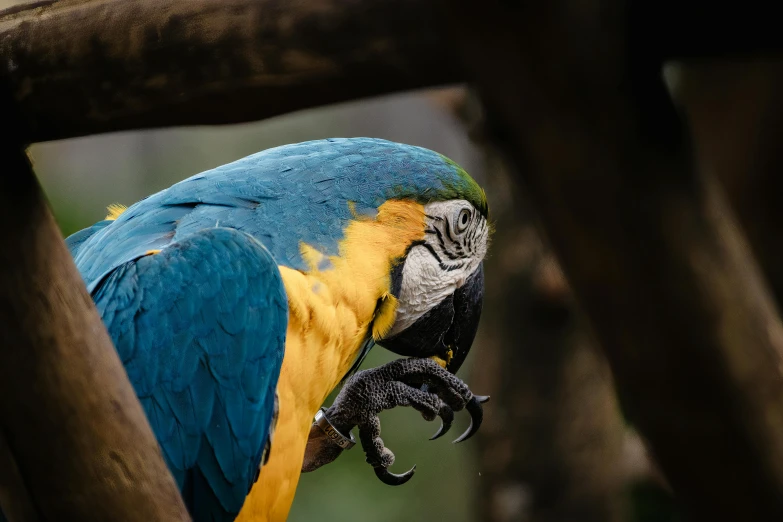 the colorful parrot is perched on the nch