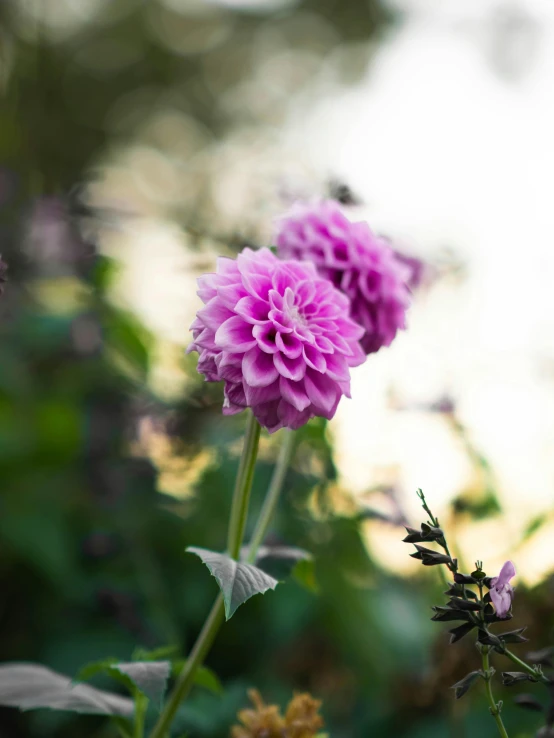 a flower growing in the middle of some other plants