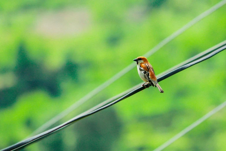 a small bird sitting on the electric wire