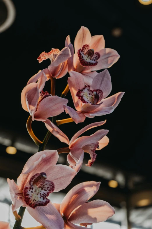 purple flowers with long thin stems in a vase