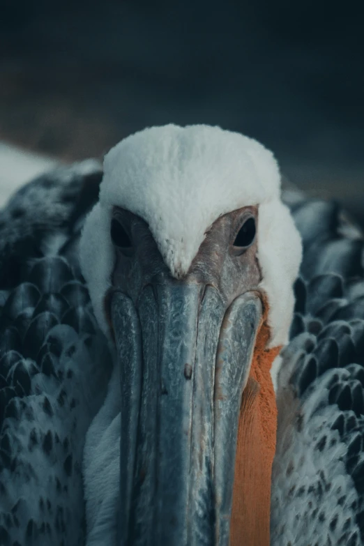 a bird with very large, brown eyes and white feathers covered in snow