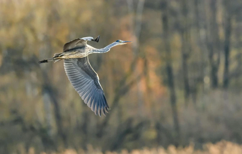 a bird is flying close to the water