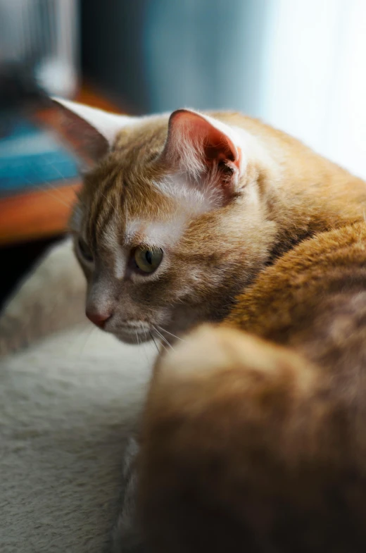 there is a cat that is sleeping on the table