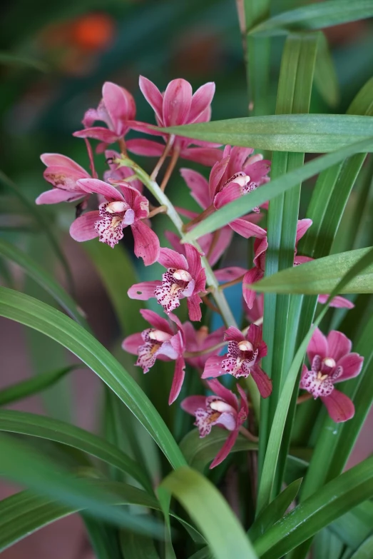 a very pretty pink flower by some green plants