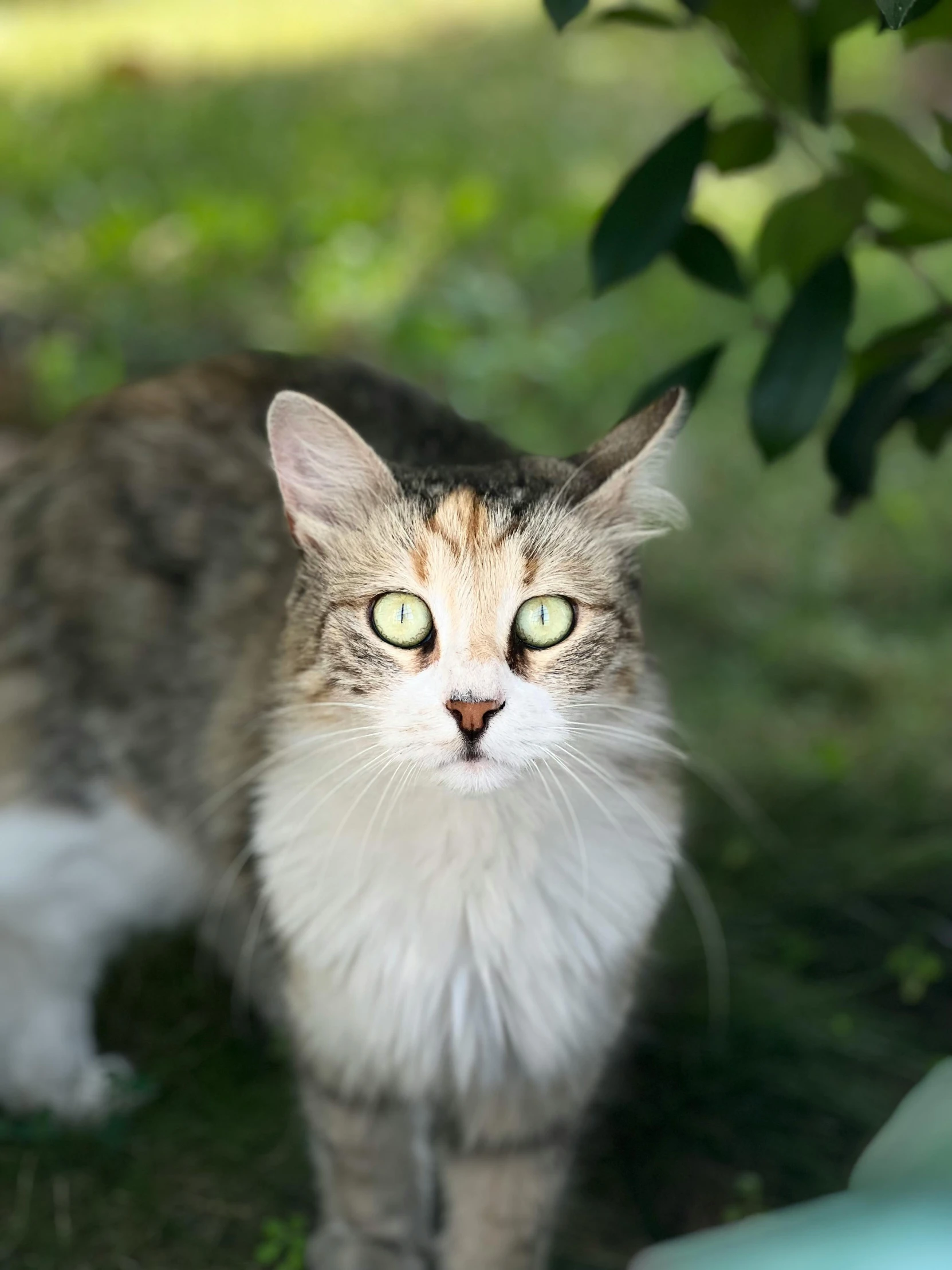 a cat stands in the grass with a stare on its face