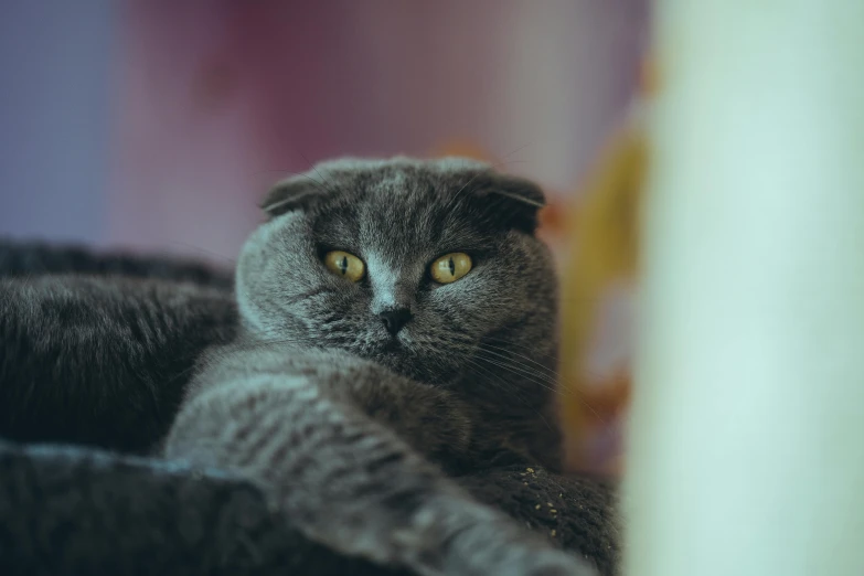 a cat looks over the edge of its blanket