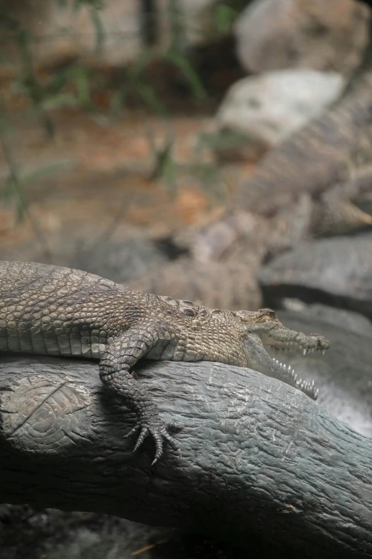 a alligator sits on a piece of wood near some rocks