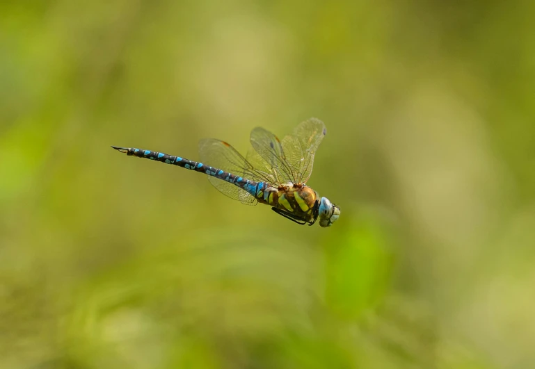 there is a dragonfly that is perched on the top of a leaf