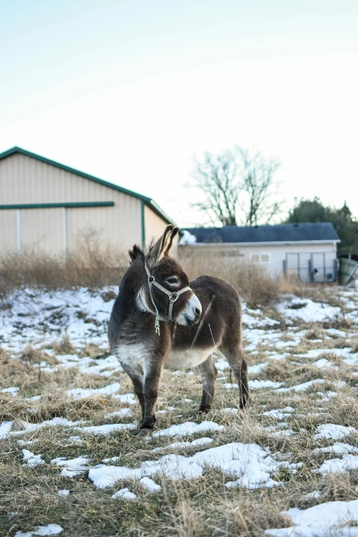 a small reindeer in a field covered in snow