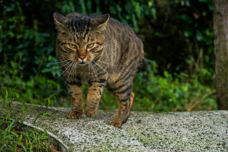 a cat walking along a path near a tree