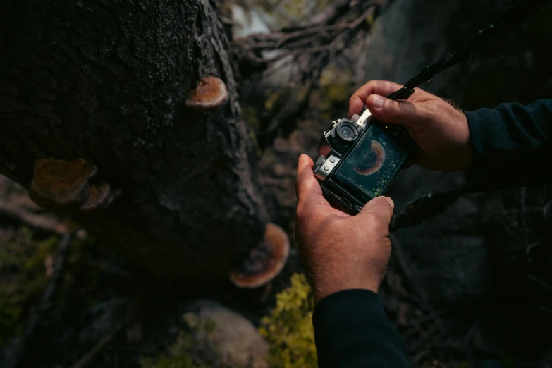 a person is holding a small device by a tree