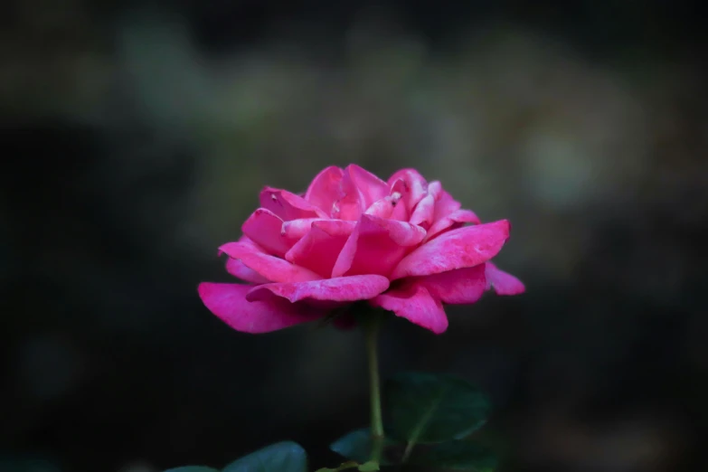 a single pink flower sitting on top of a green stem