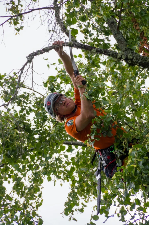 a man is high in the tree while wearing a safety harness