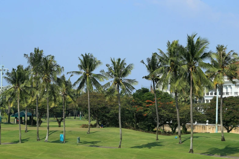 the golf course at the resort is surrounded by palm trees