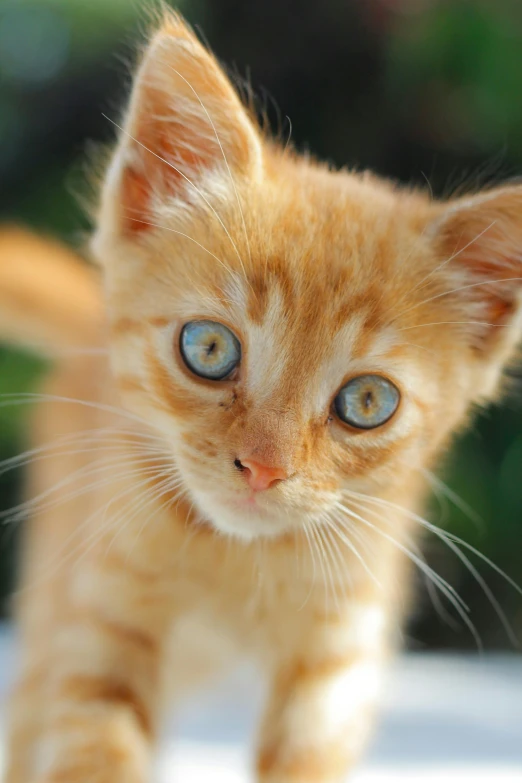 a small kitten with blue eyes looking off to the side