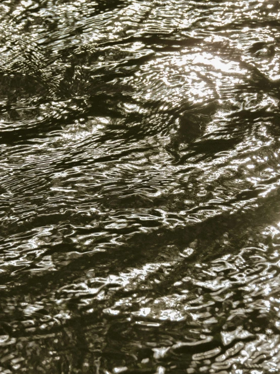 a bird standing in a river on top of a body of water