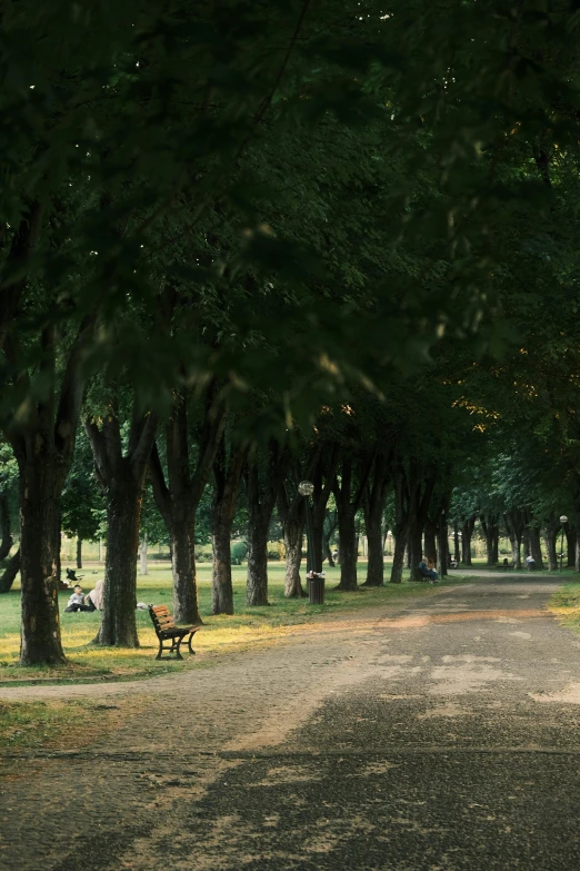 the dirt path is lined with trees that have the silhouettes of people sitting on them