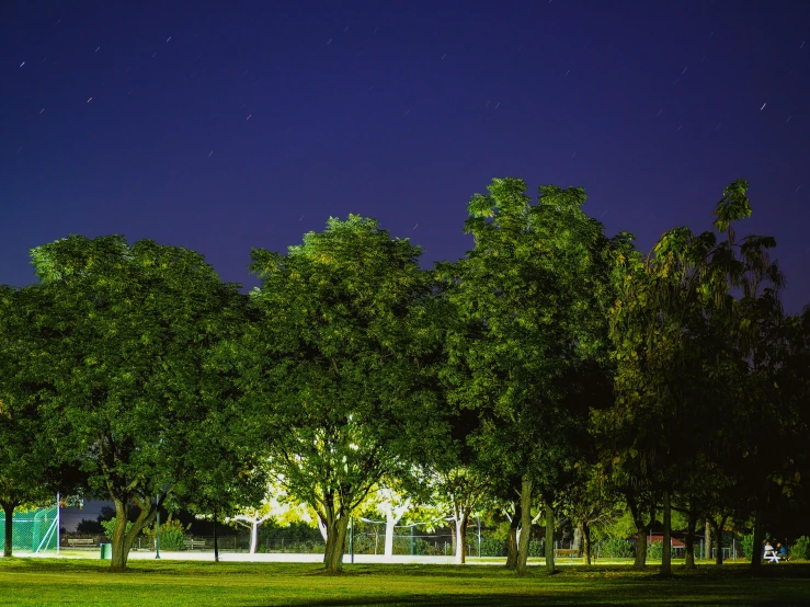 several trees near one another in the park