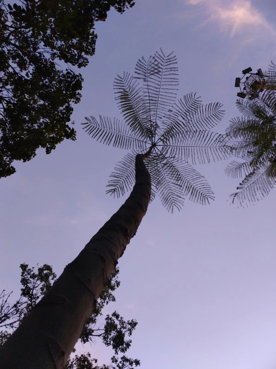 a palm tree is in front of the purple sky