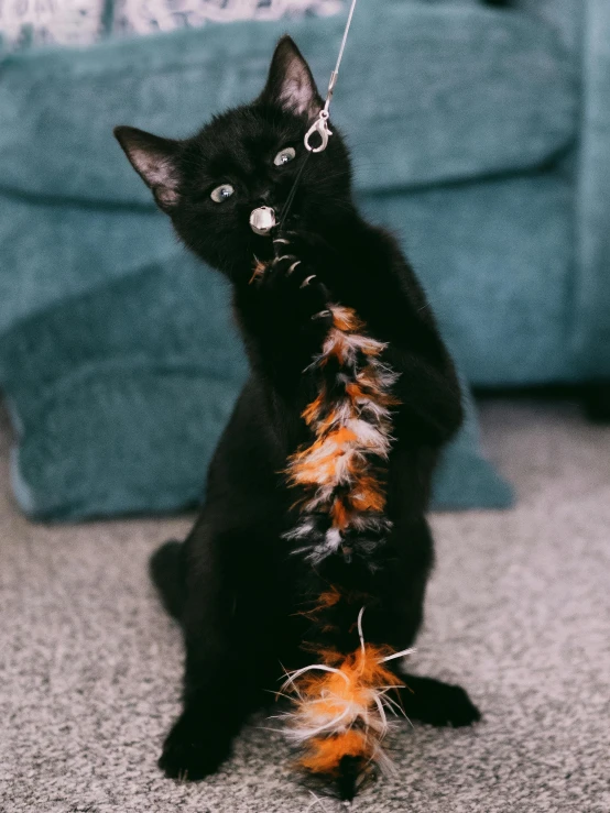 a black cat sitting in the middle of a room