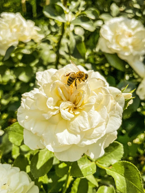 a bee on a rose among the petals