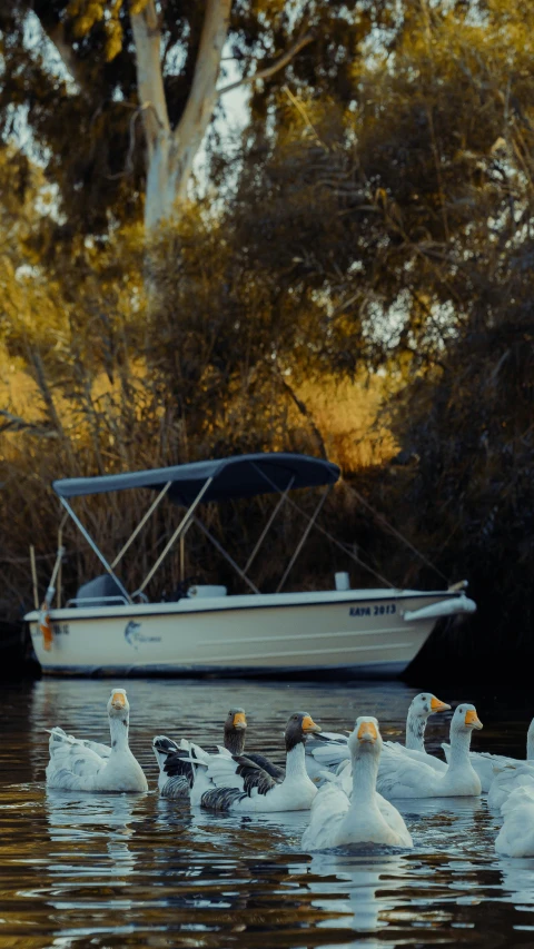 six ducks swimming around a boat on the water