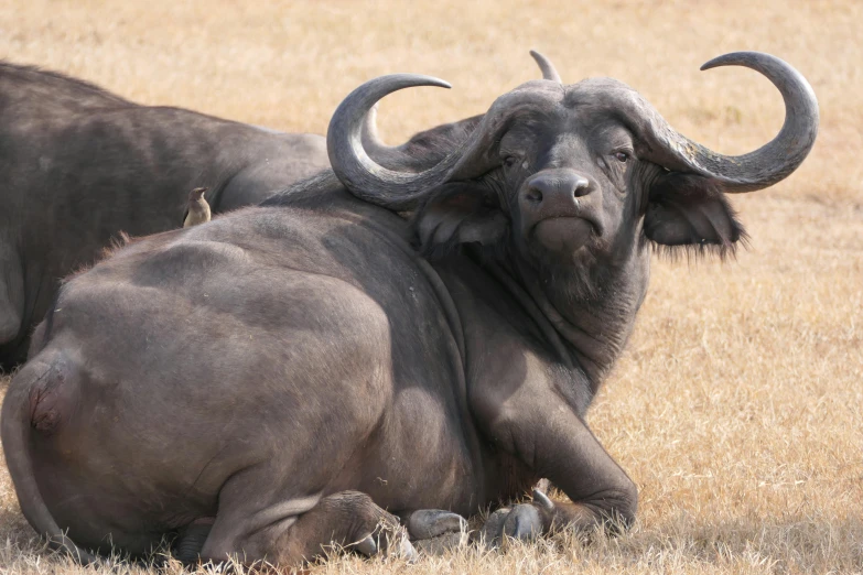 an adult yak laying on the ground in front of a herd of cattle