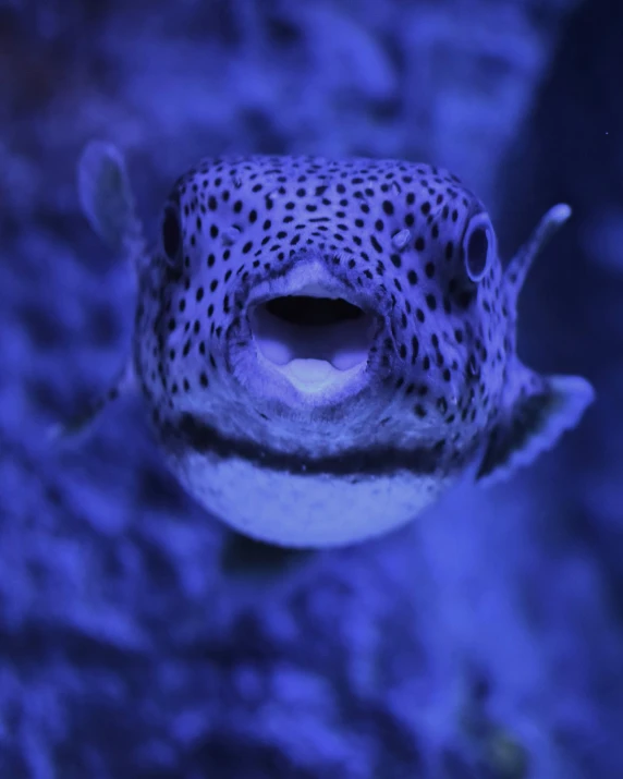 a spotted, dark colored blowfish looks to be floating in blue water