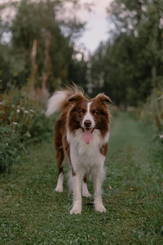 a brown and white dog walking on top of a grass field