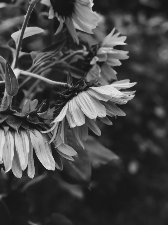 sunflowers growing in the forest are ready to blossom