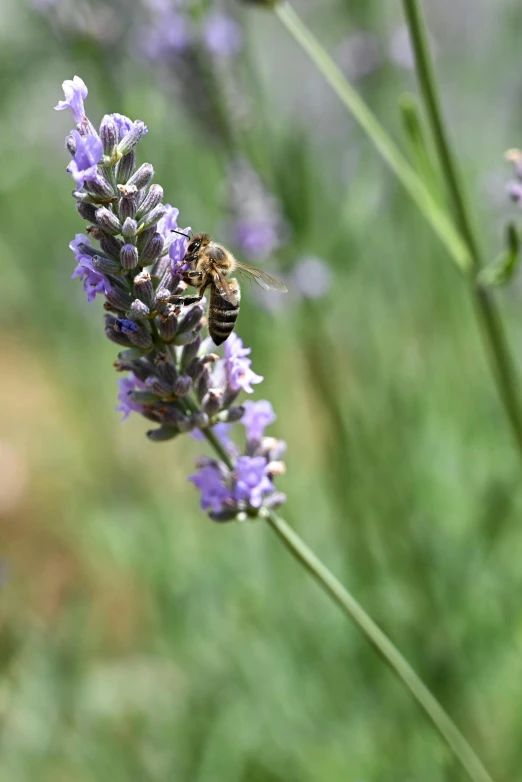 bee sitting on top of a lavender flower