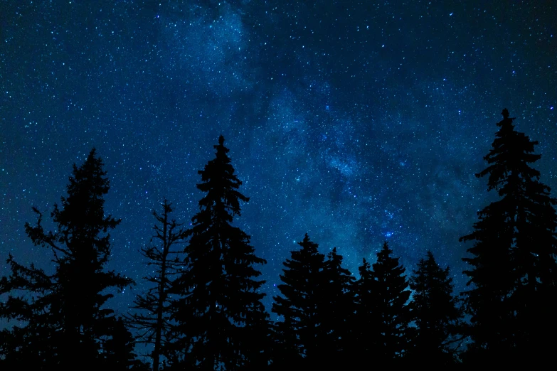 trees are silhouetted against the night sky while lit by the stars