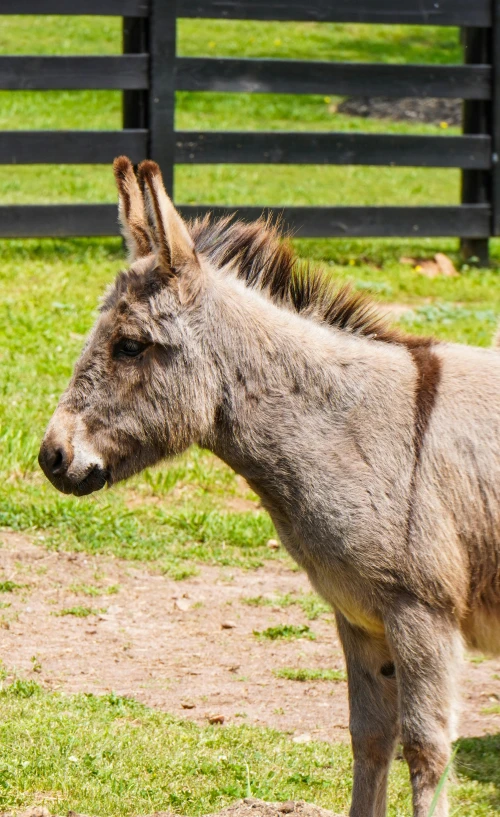 a donkey standing in a fenced in area