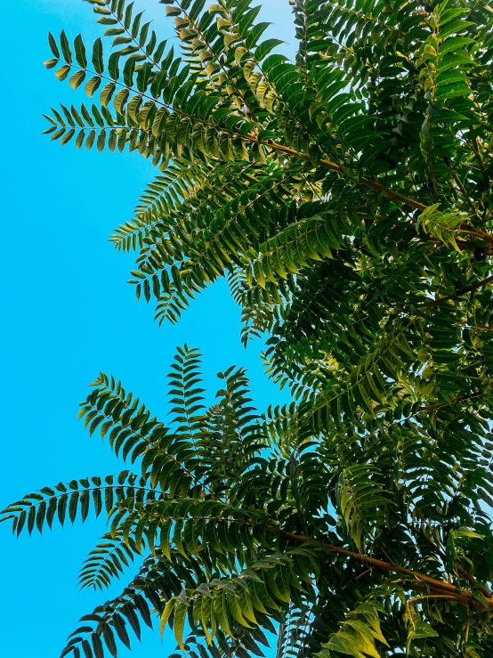 there is a large tree with lots of leaves