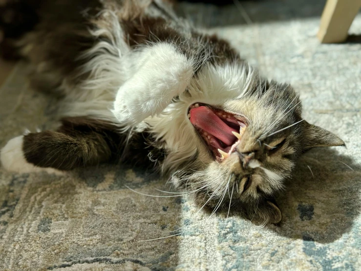 a large gray and white cat playing with its tongue