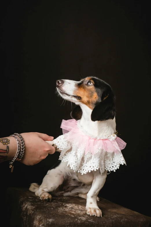 a dog dressed in a dress is being petted by a hand