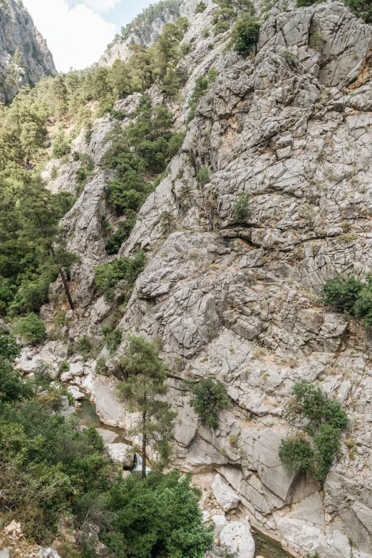 trees on the side of a very large rock face