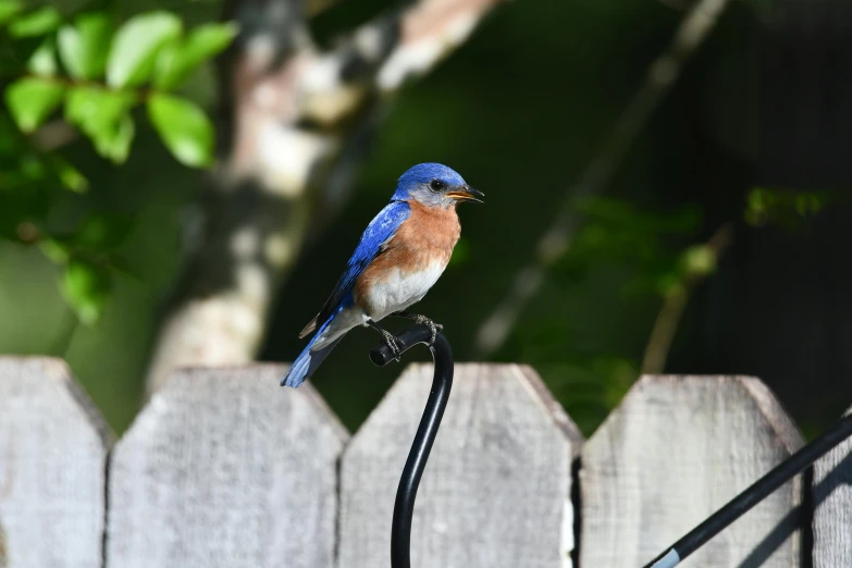a small bird is perched on the back end of a wire