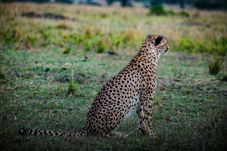 a small cheetah standing next to a cheetah