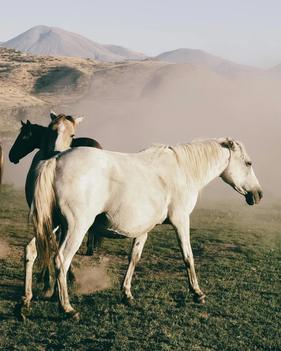 two horses are standing in the field with mountains in the background