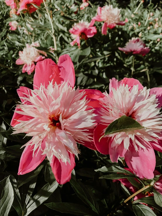 three flowers blooming on the bush outside