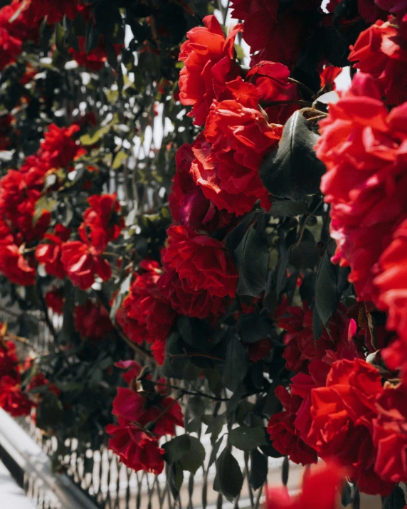 several flowers in red and green are in the picture