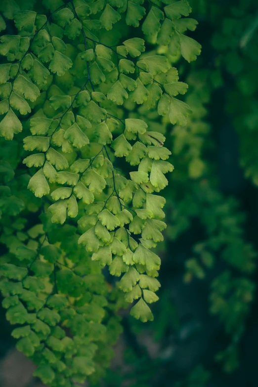 a bunch of green leaves in front of some trees