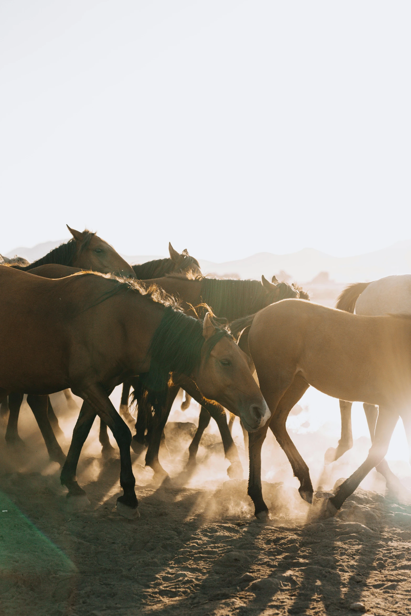 horses standing and grazing in a sandy area with sunlight coming through the back