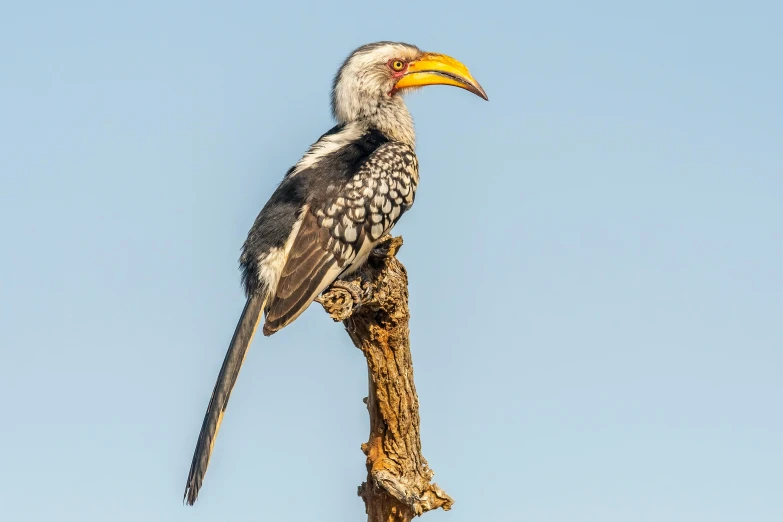 a bird that is perched on top of a nch