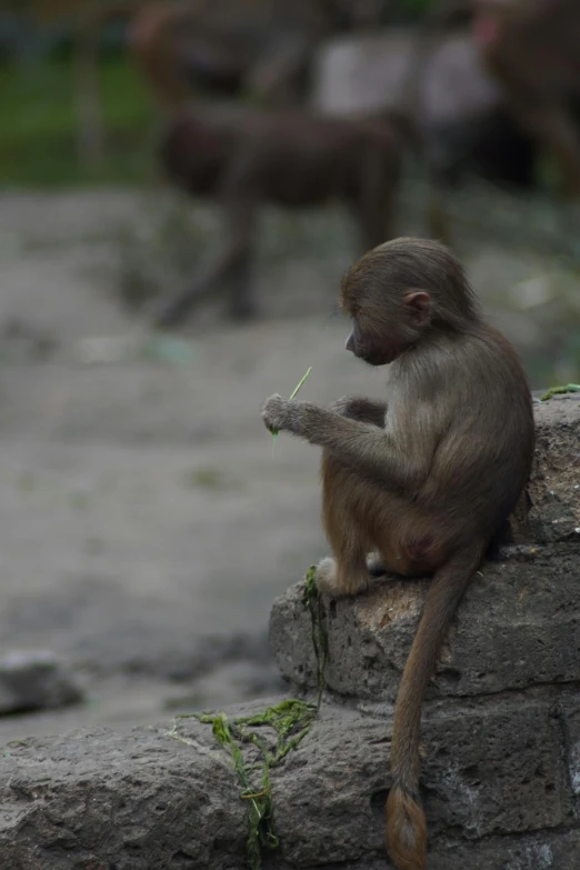 there is a small brown monkey sitting on a wall